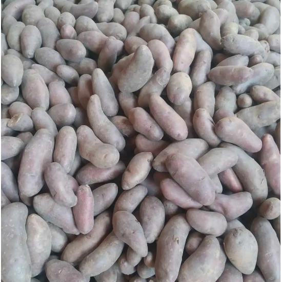 রংপুরের বিখ্যাত জাম আলু (5KG) আলুতে ক্যারোটিন এবং ভিটামিন সি রয়েছে। এছাড়া ভিটামিন বি, শর্করা, আমিষ, জিংক, পটাশিয়াম, ম্যাগনেশিয়াম এবং আয়রন তো আছেই